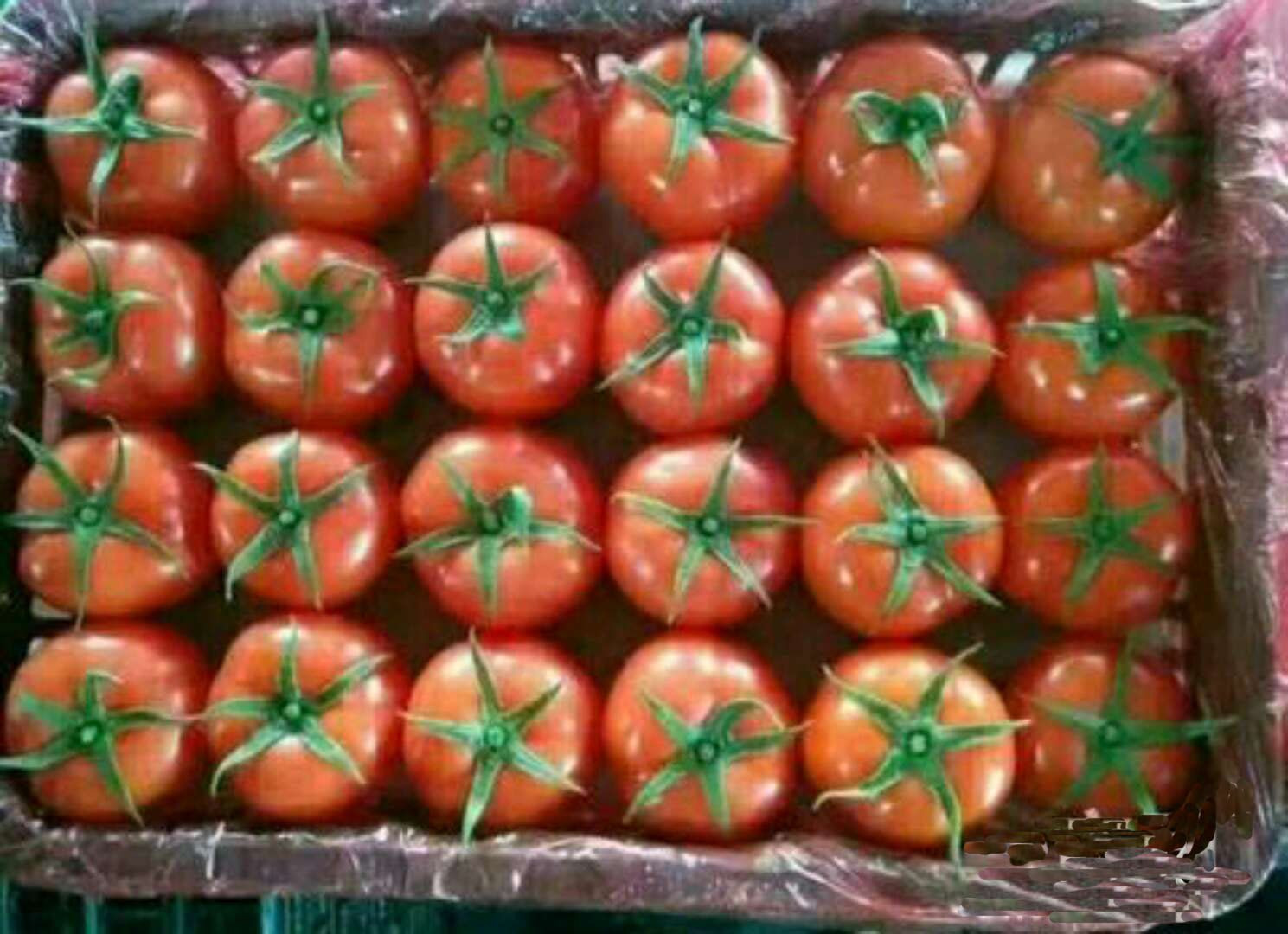 tomato