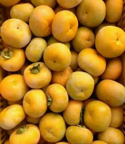 persimmon