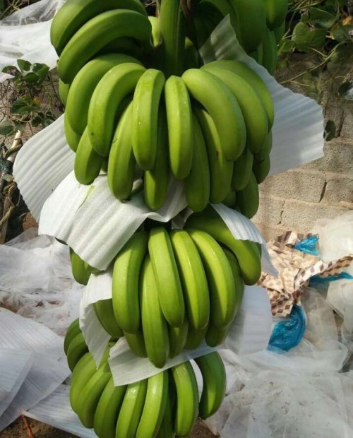 banana