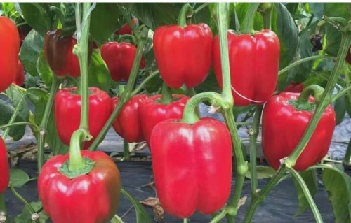 bell pepper