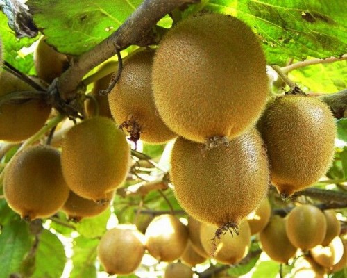 kiwi fruit