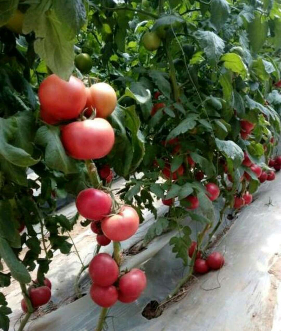 tomato