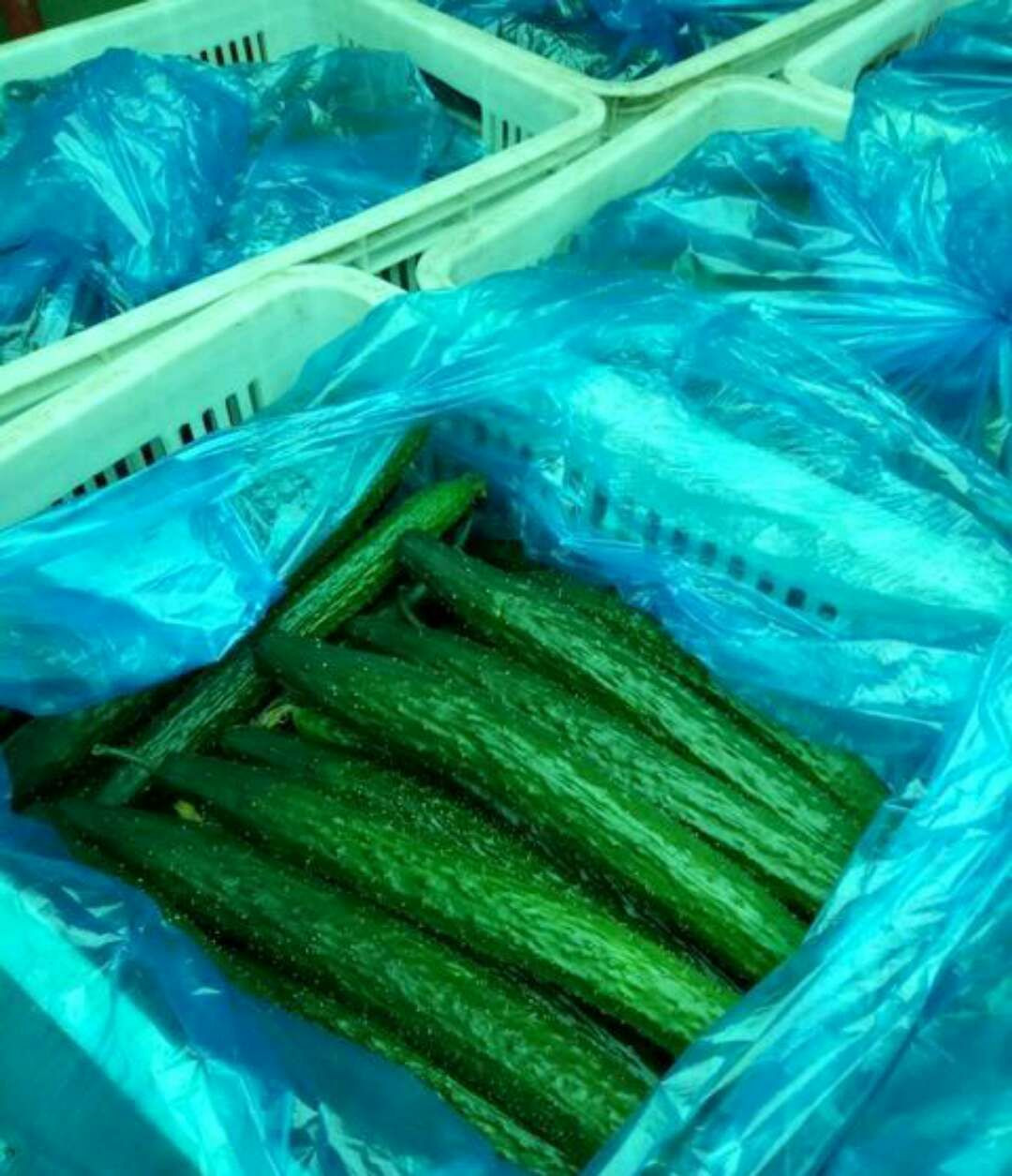 cucumber