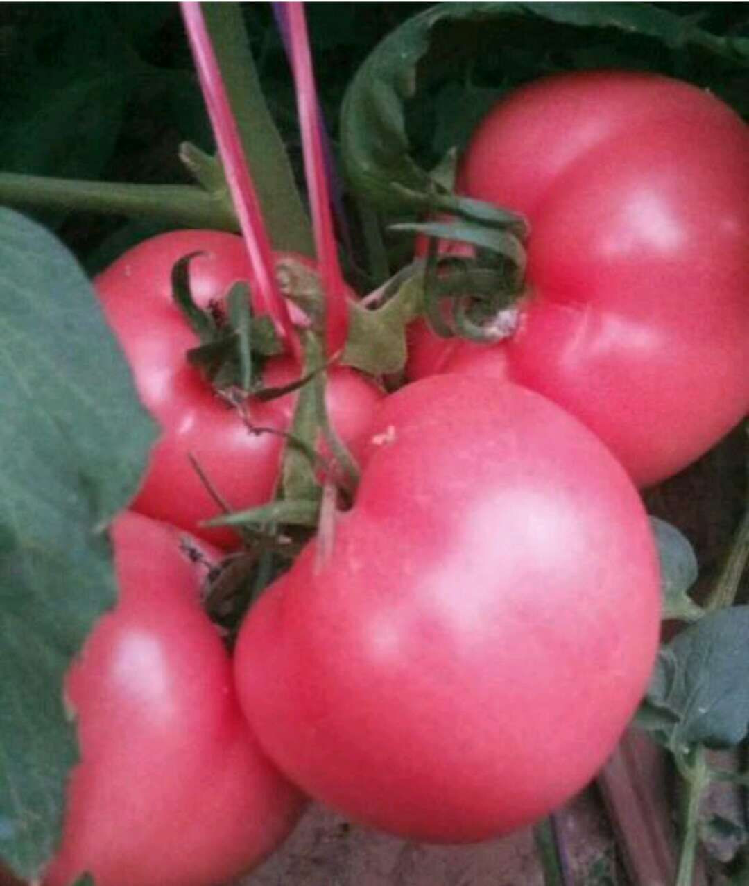 tomato