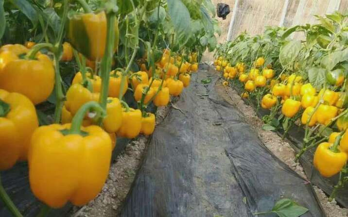bell pepper