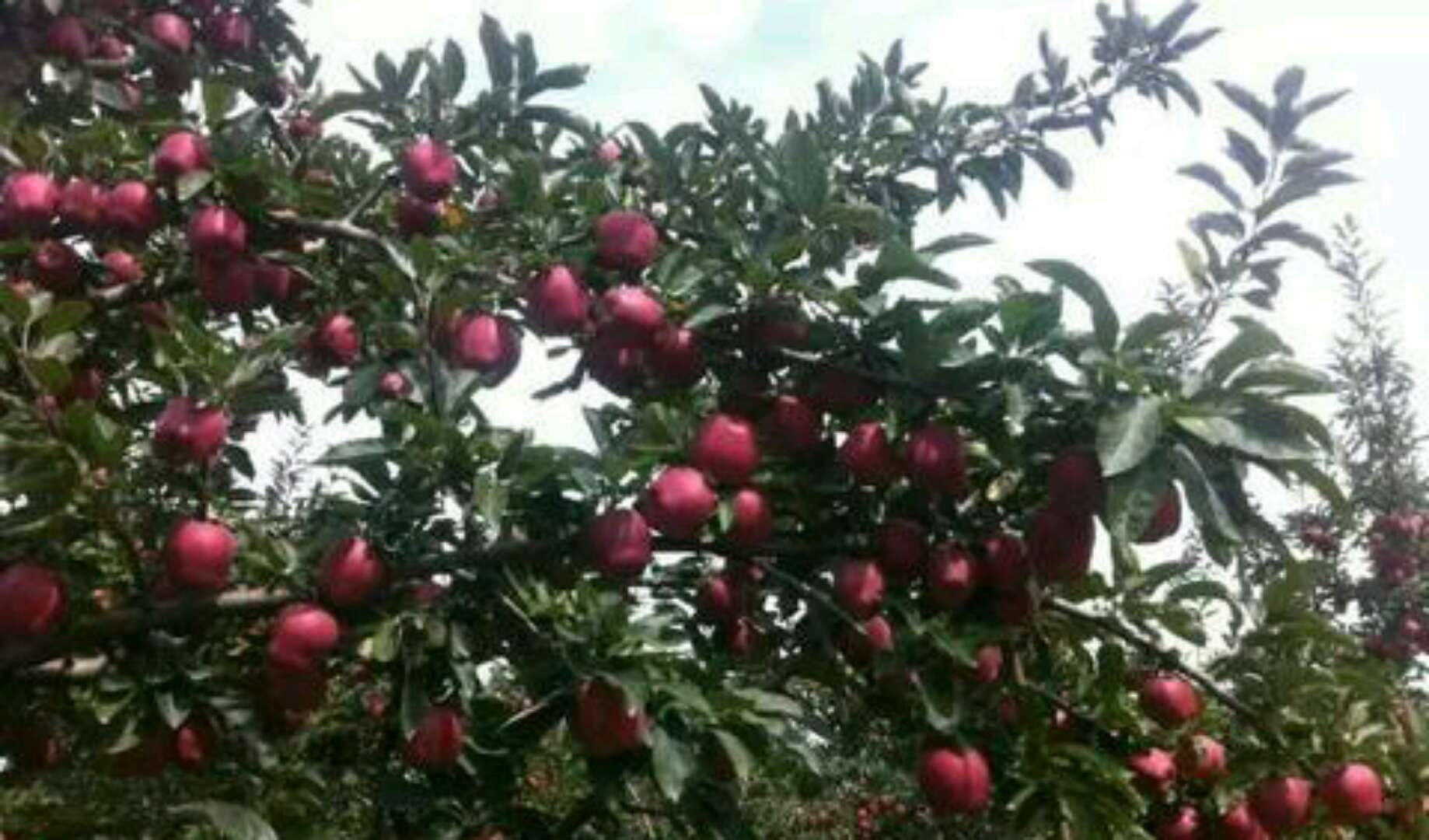 Flower Cow Apple