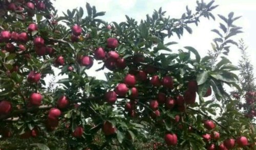 Flower Cow Apple