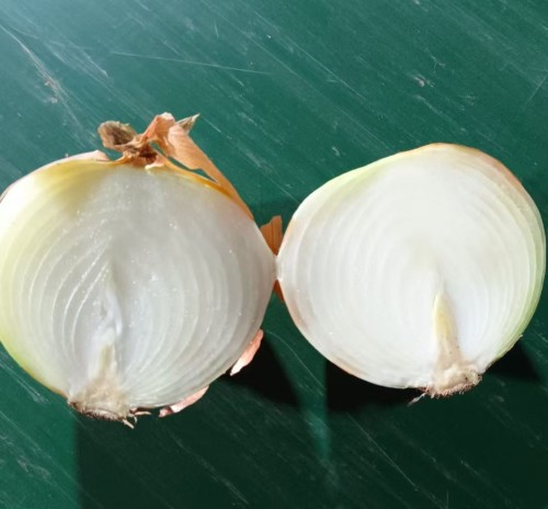 onion