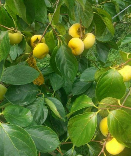 persimmon
