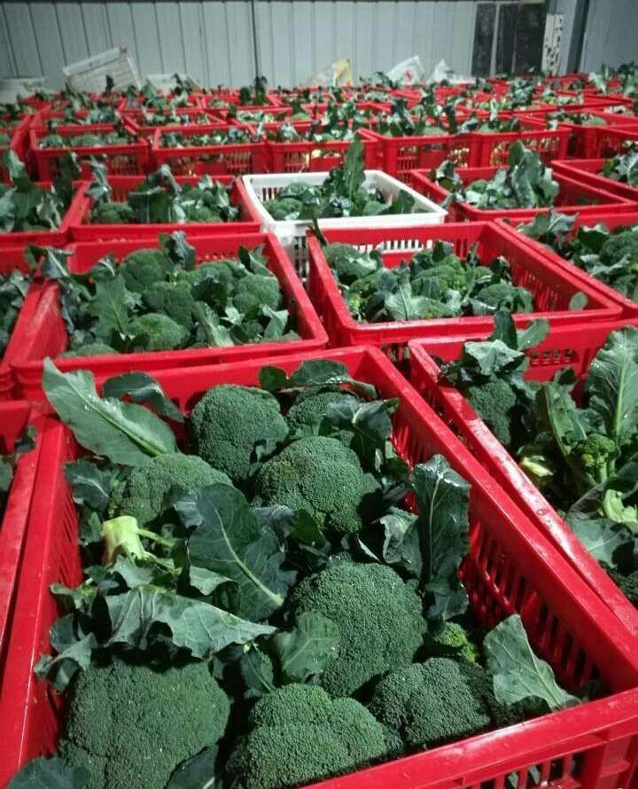 broccoli