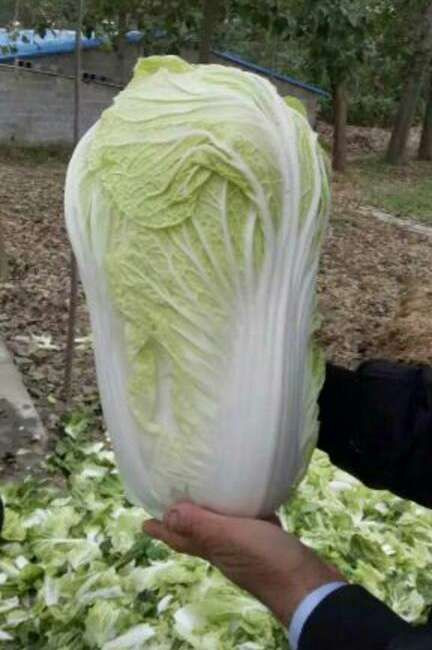 Chinese cabbage