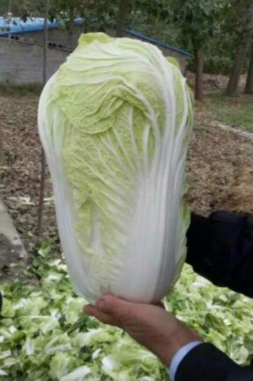Chinese cabbage