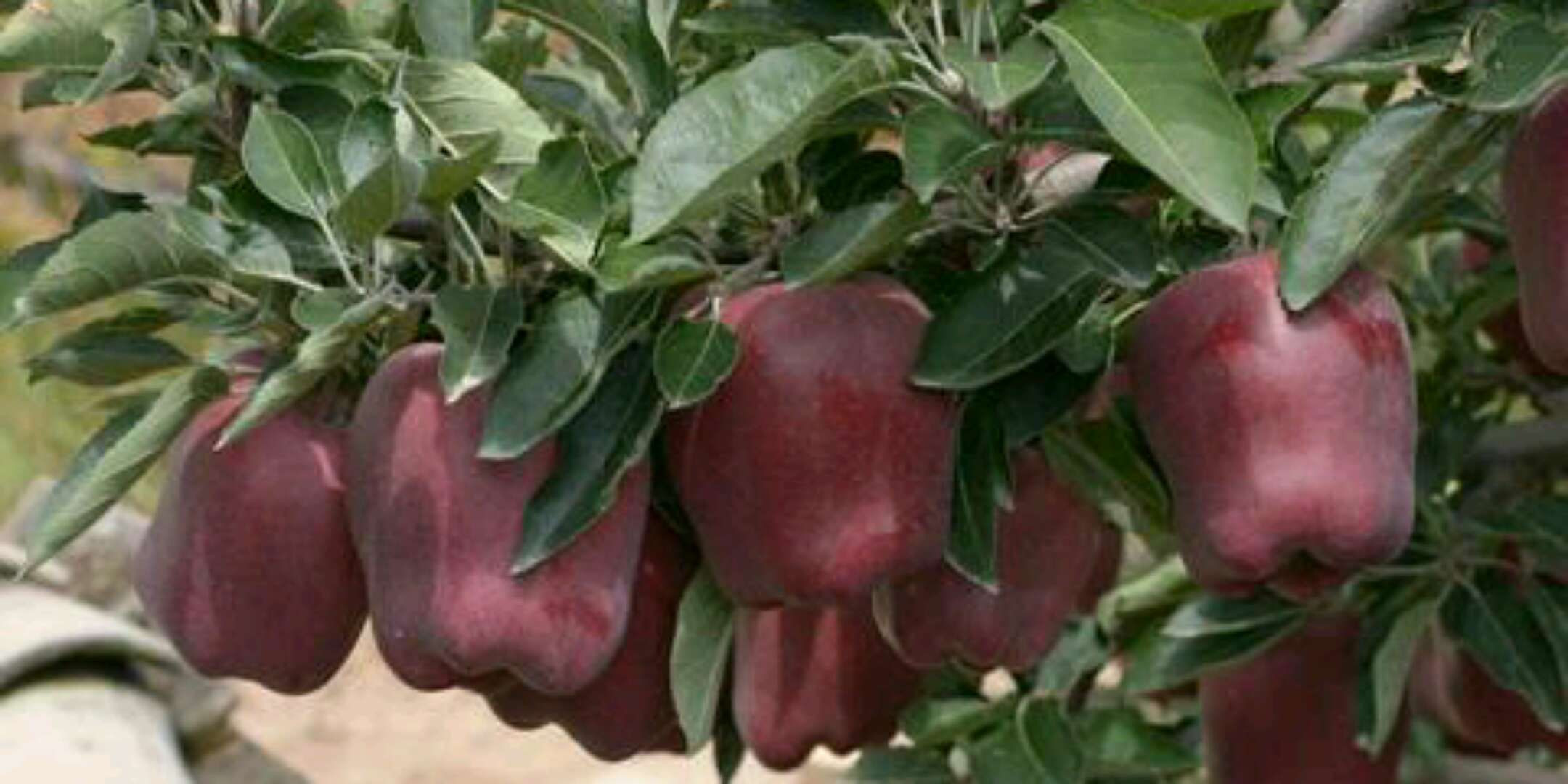 Flower Cow Apple