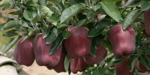 Flower Cow Apple