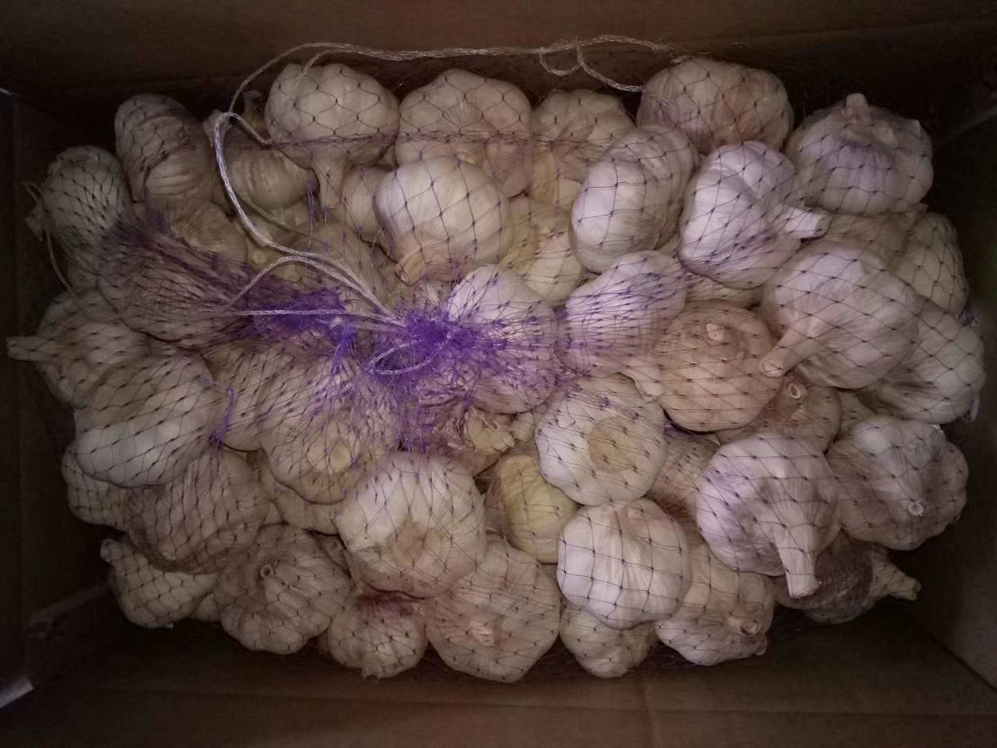 garlic
