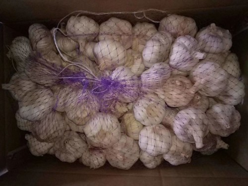 garlic