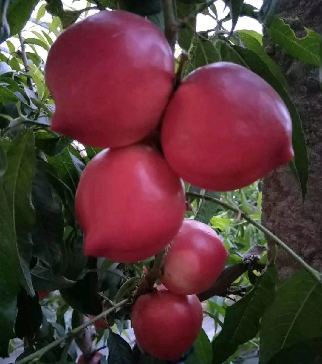 nectarine
