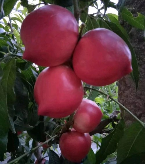 nectarine