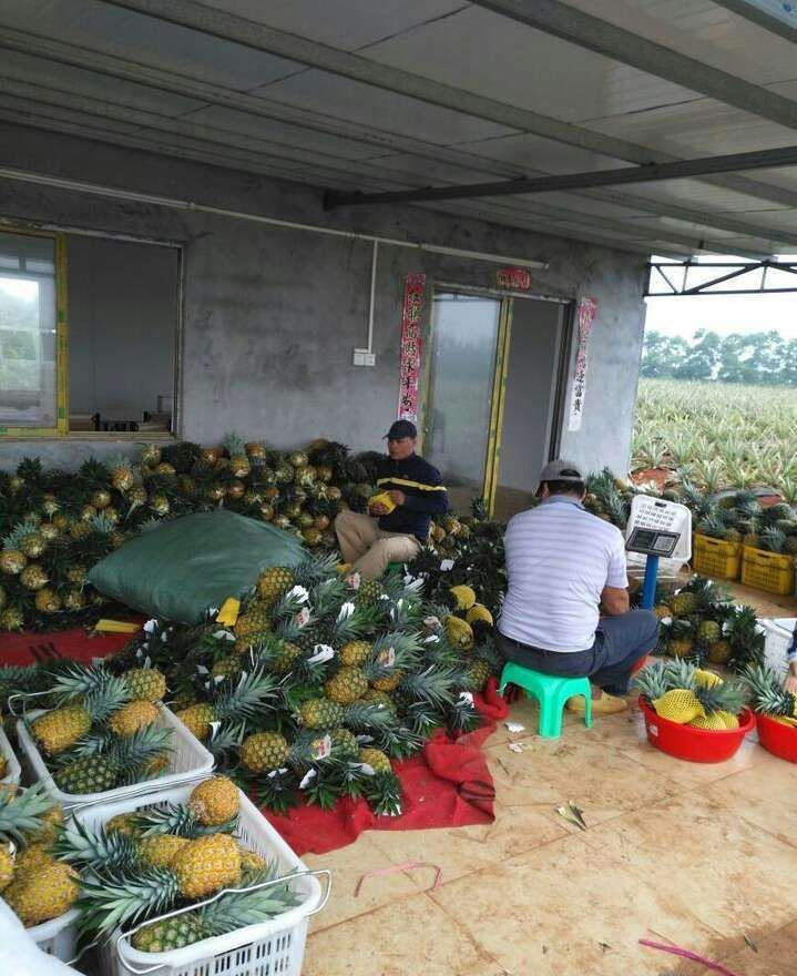 pineapple