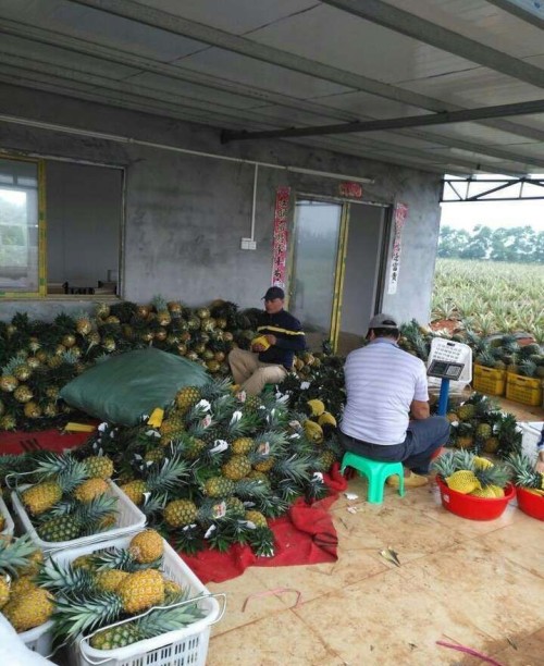 pineapple