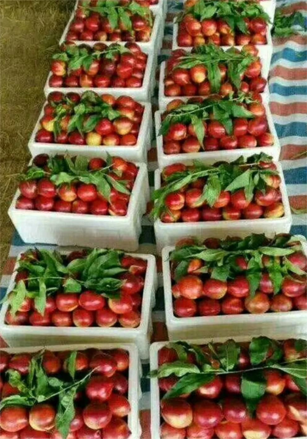 nectarine