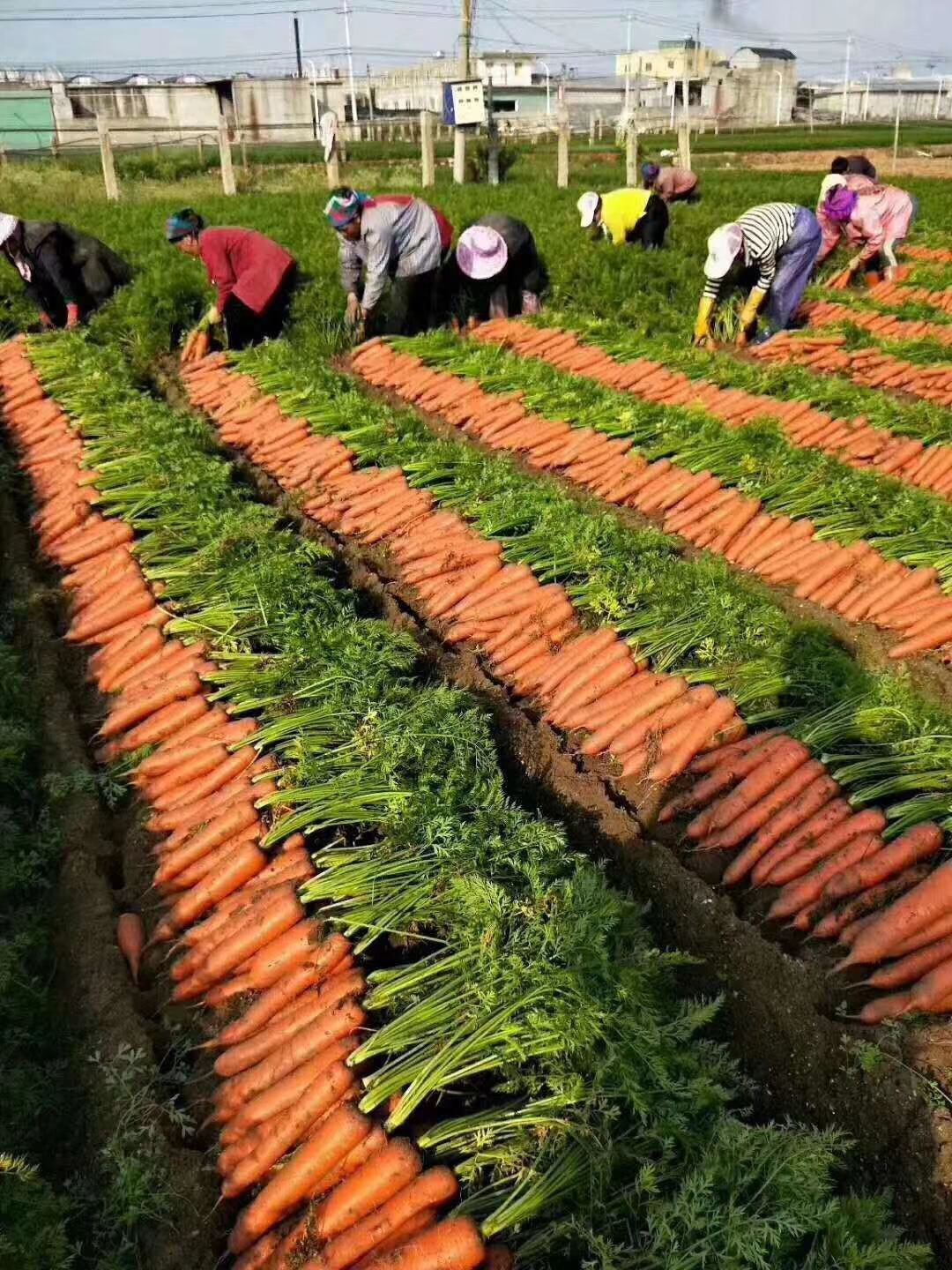 carrot