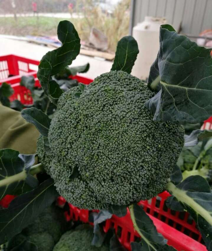 broccoli