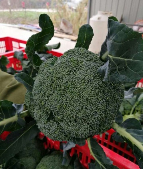 broccoli