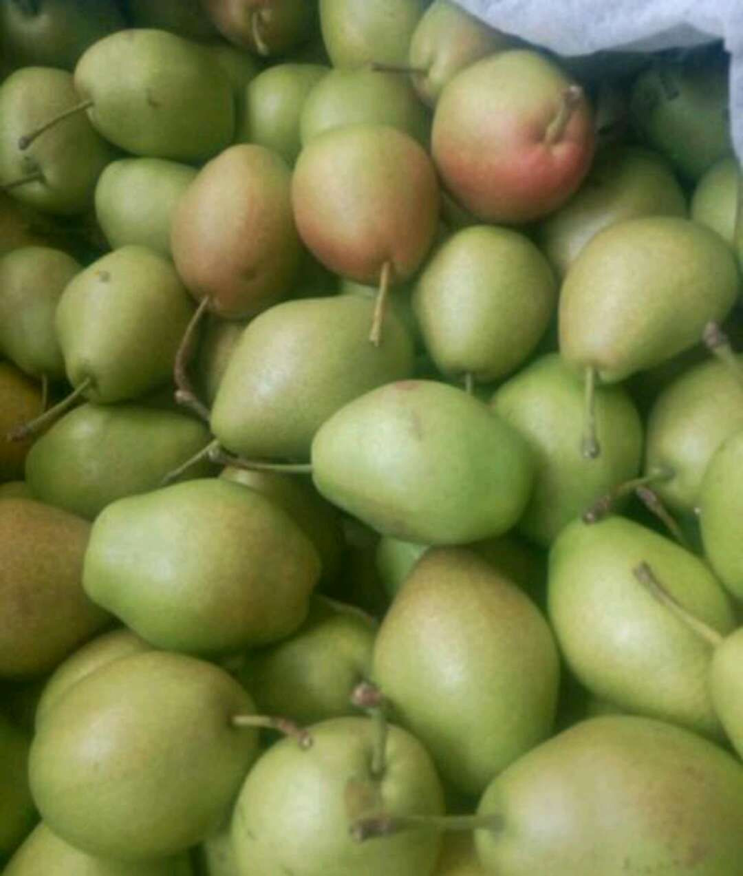 Red Fragrant Crispy Pear