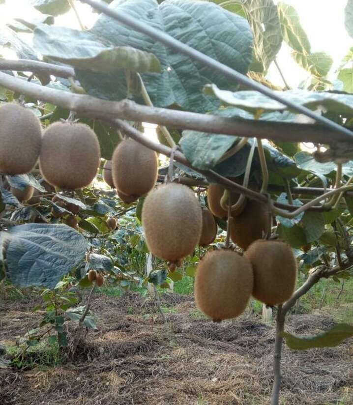 kiwi fruit