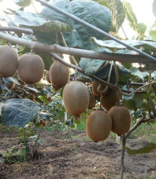 kiwi fruit