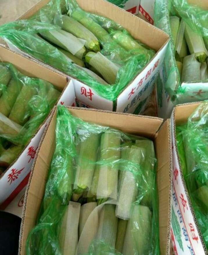 zucchini
