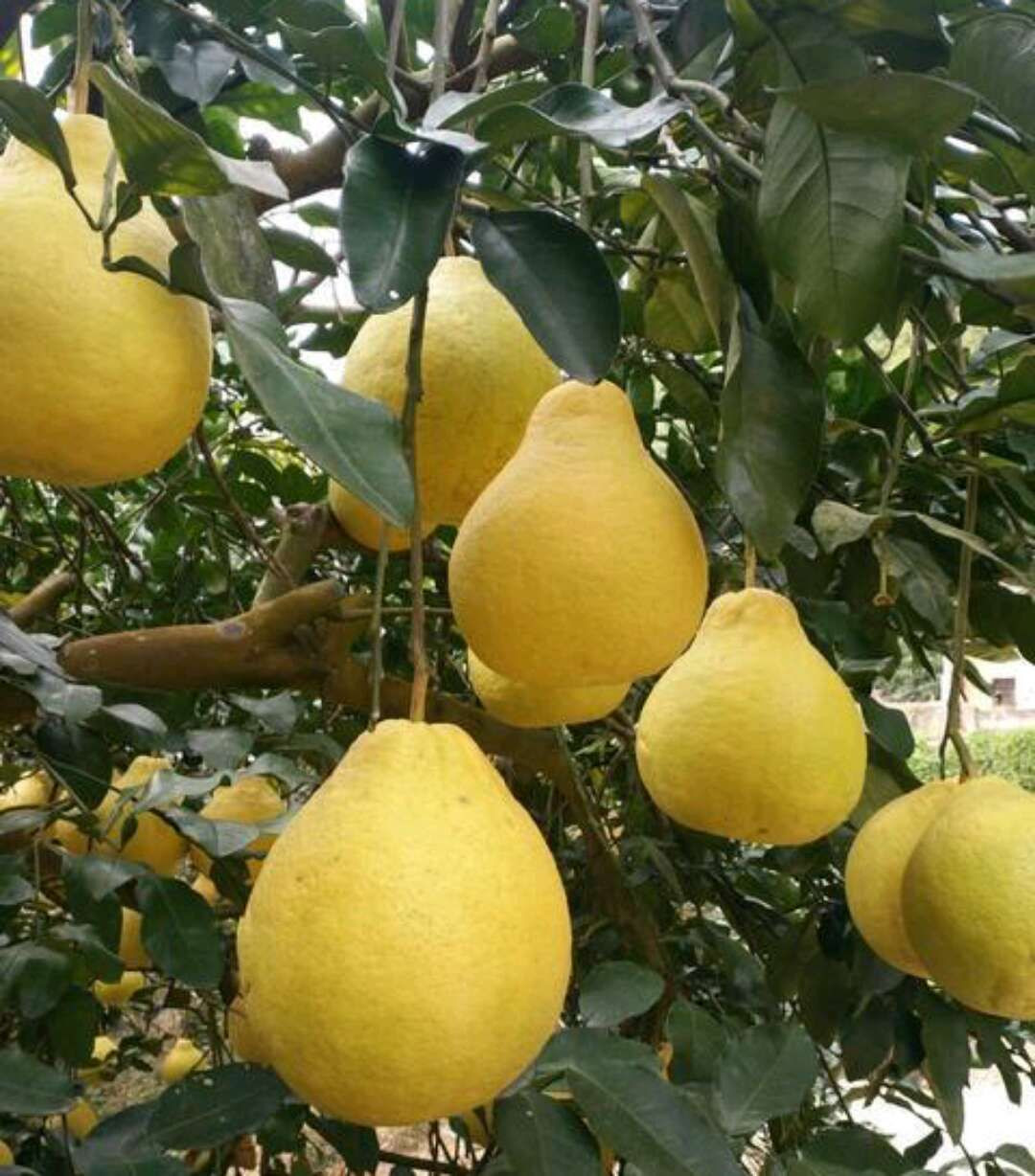 pomelo