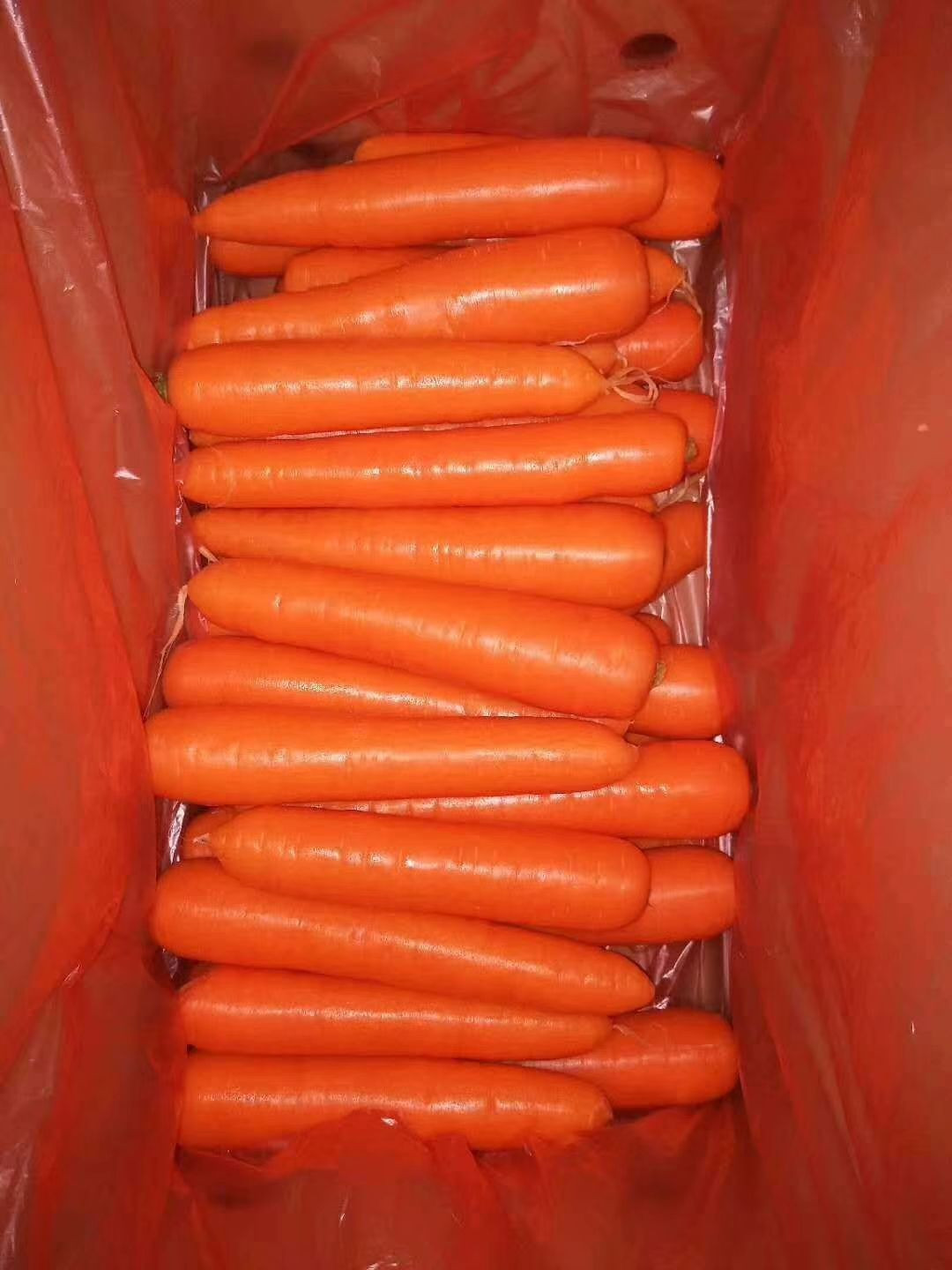carrot