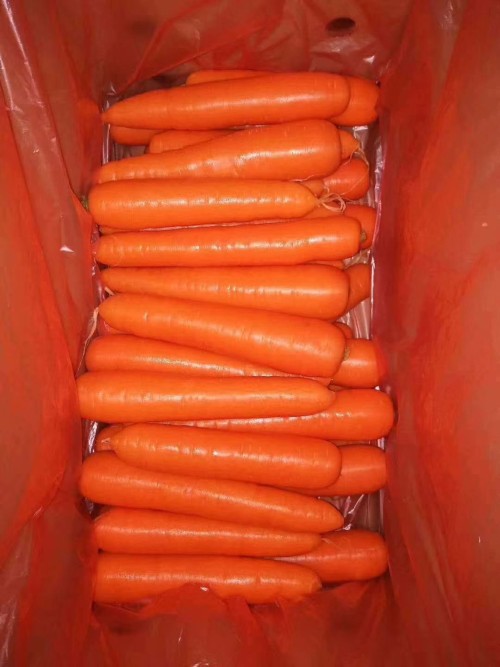 carrot