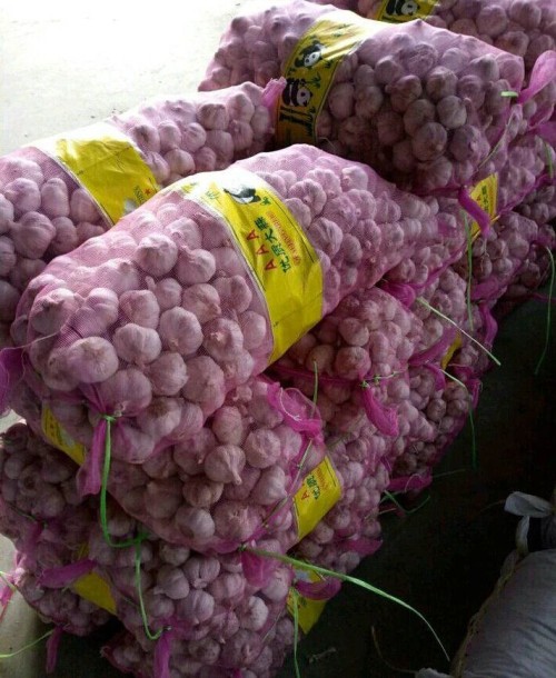garlic