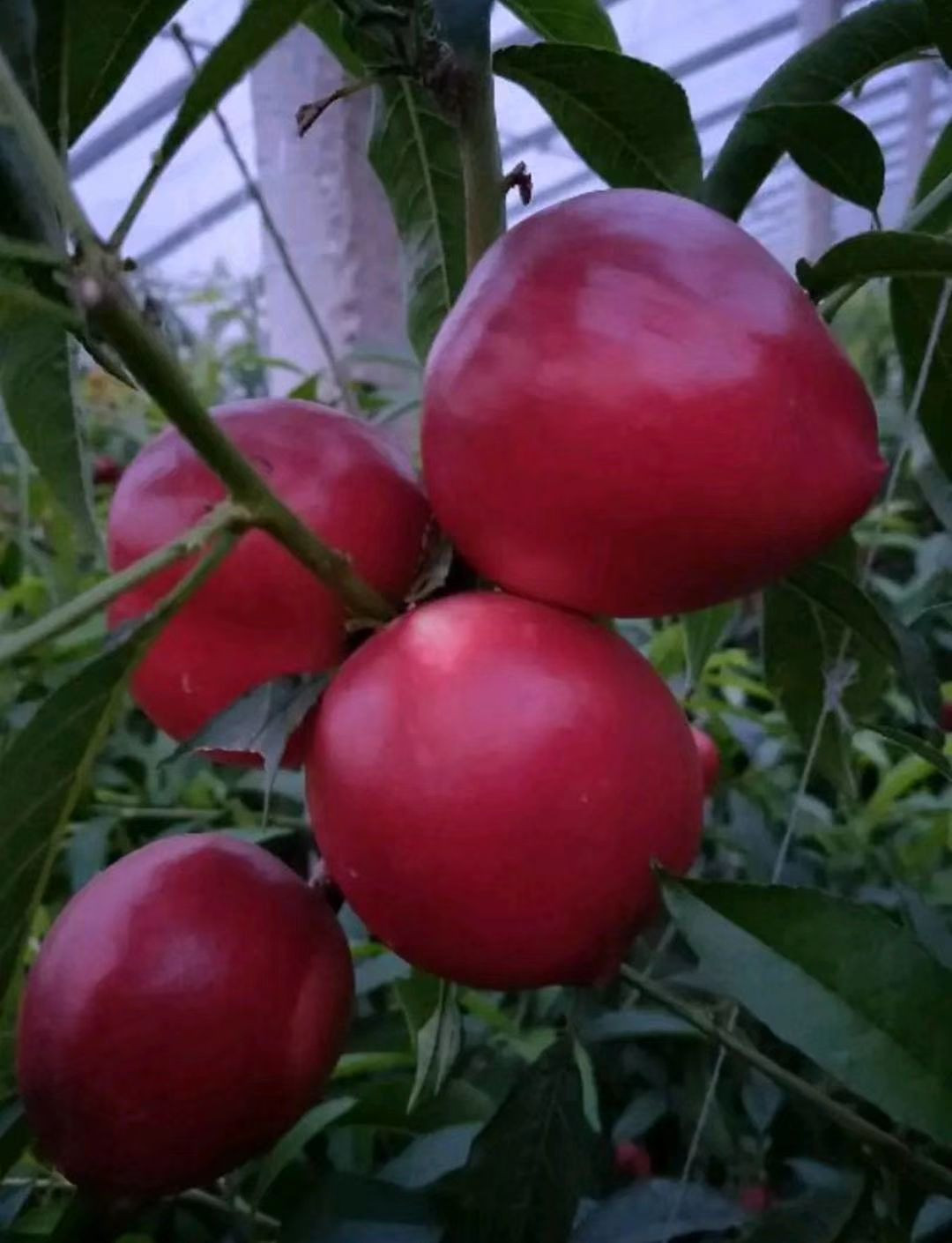 nectarine