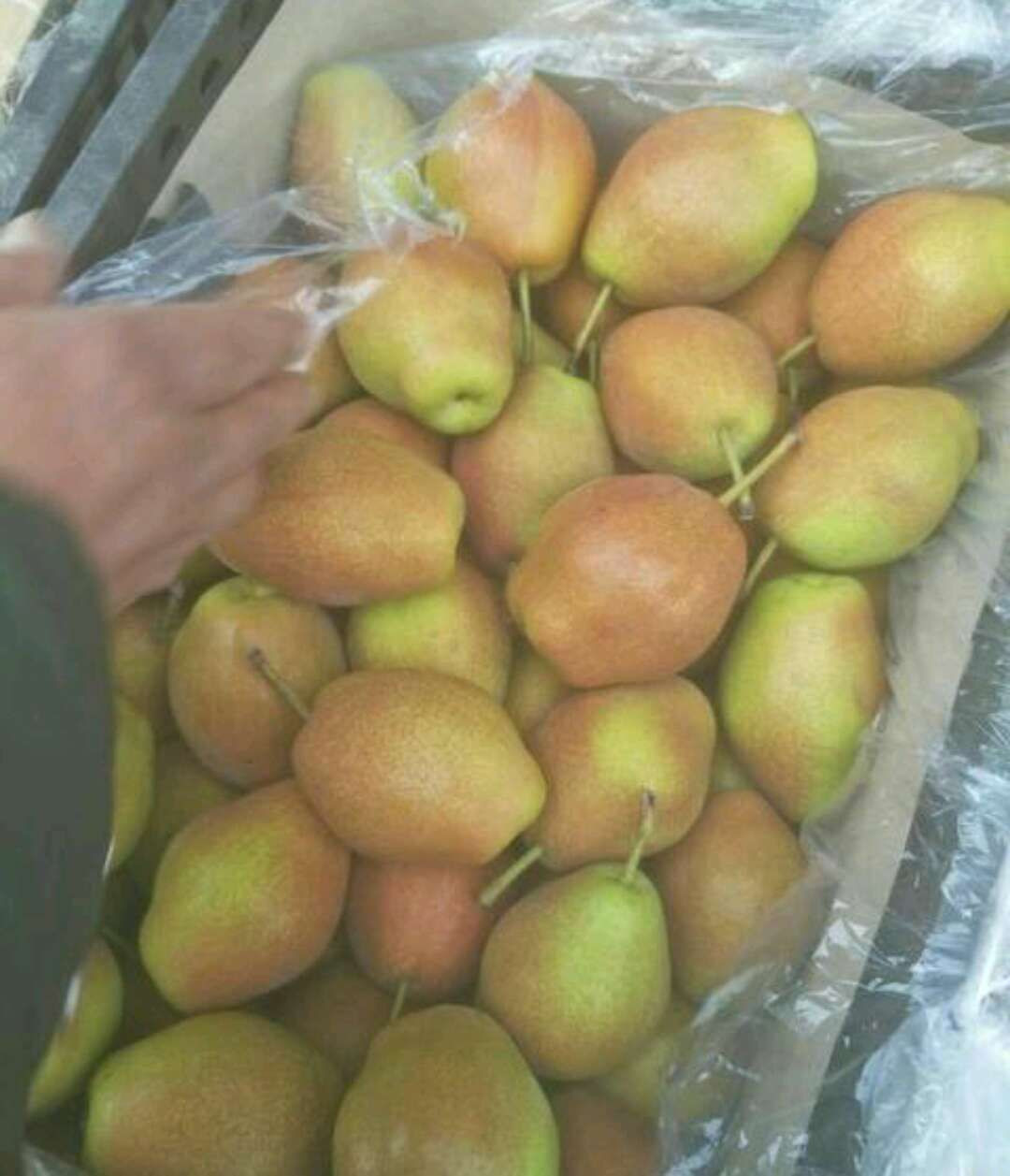 Red Fragrant Crispy Pear