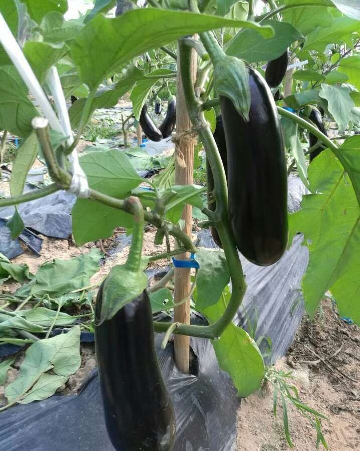 long eggplant