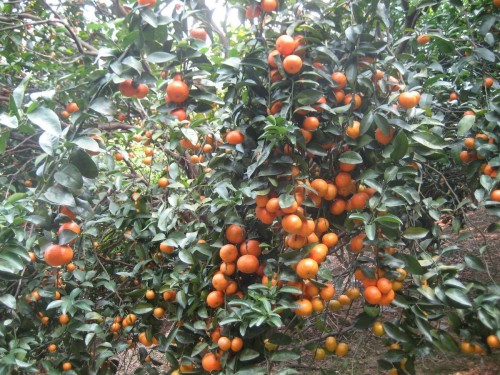 mandarin orange