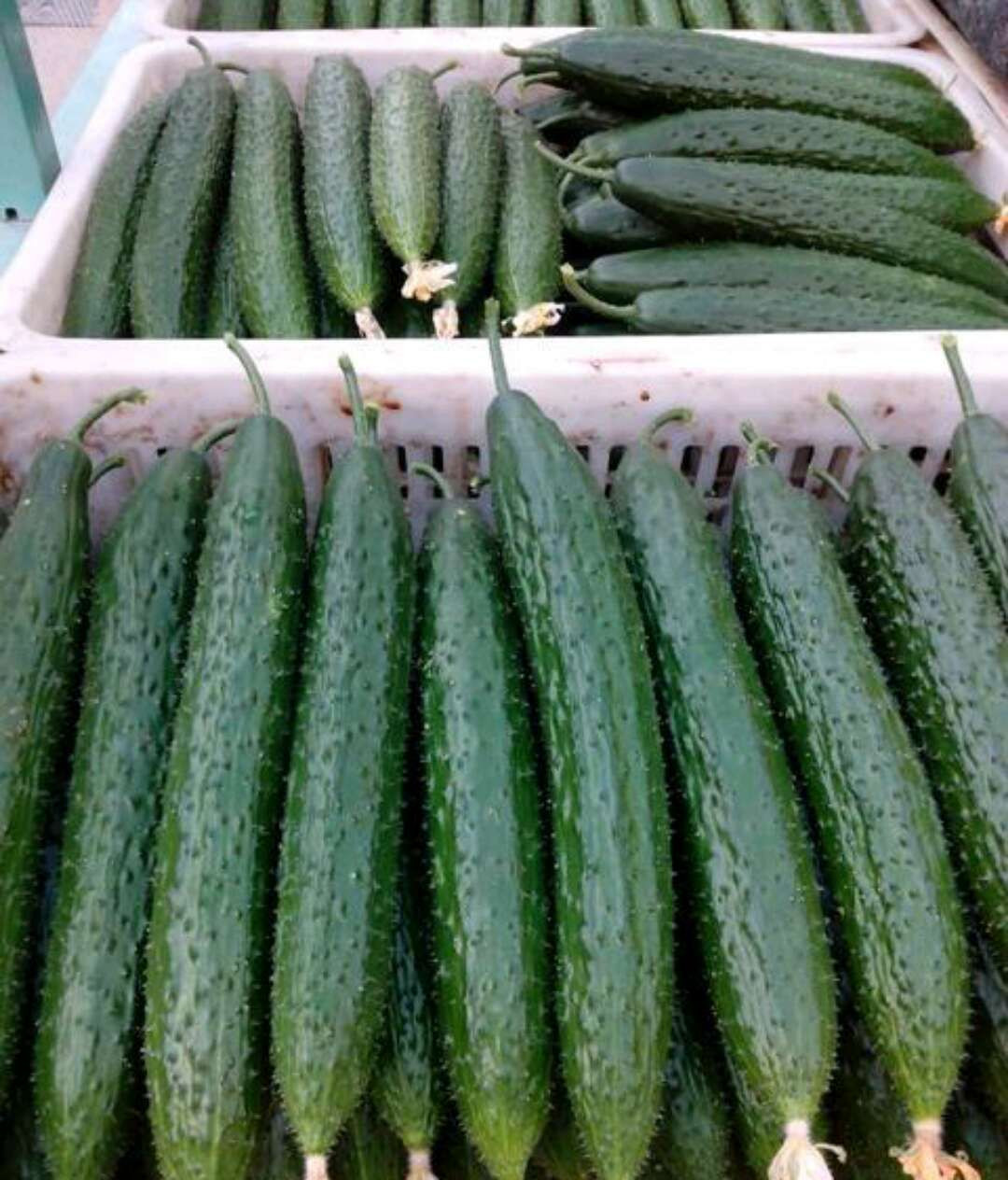 cucumber