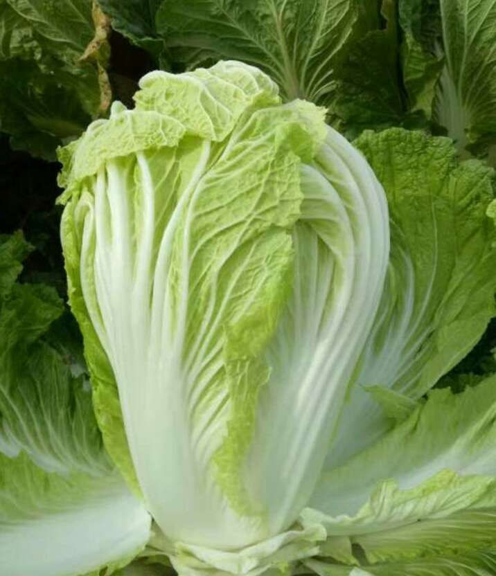 Chinese cabbage
