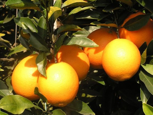 Fresh oranges