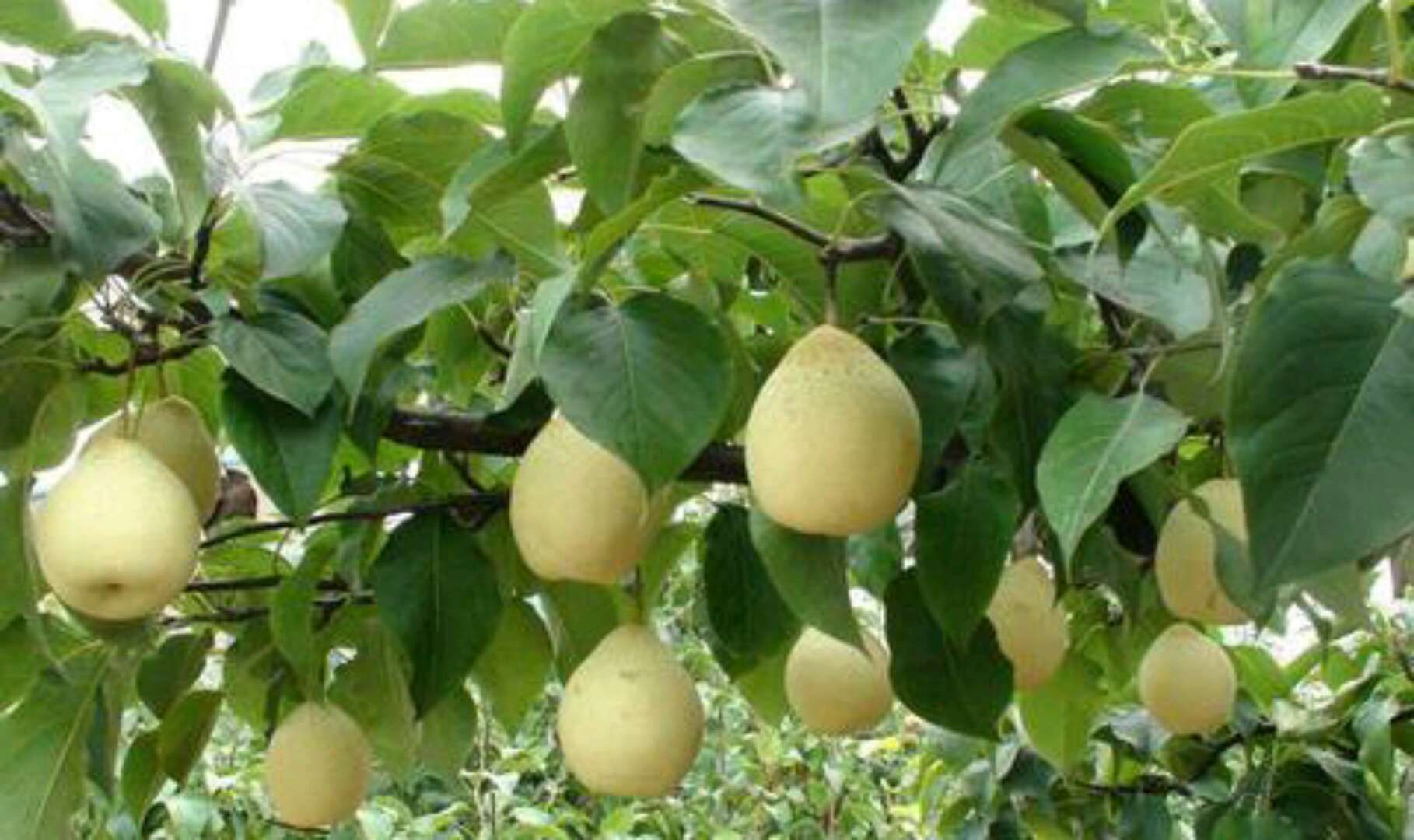 pear