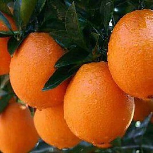 Fresh oranges