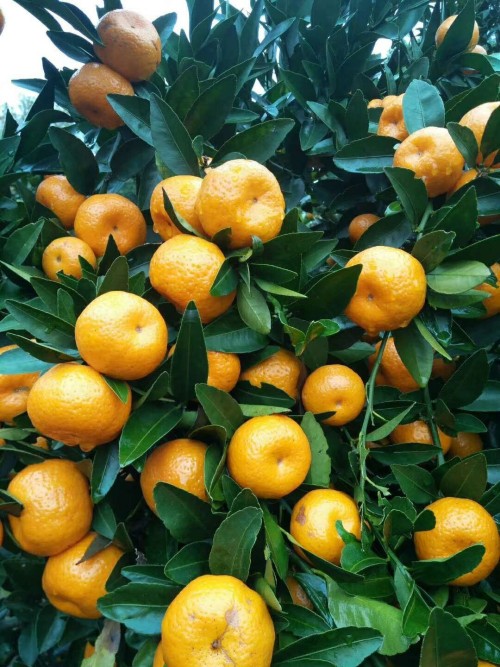 mandarin orange