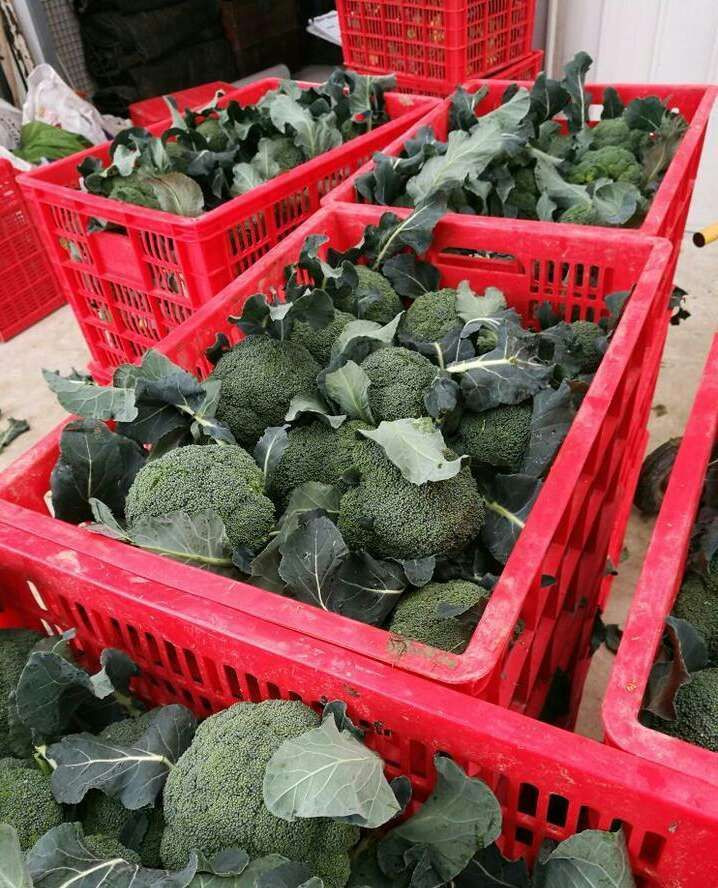 broccoli