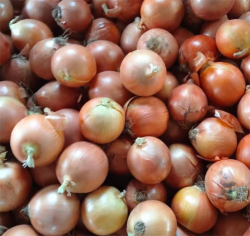 onion