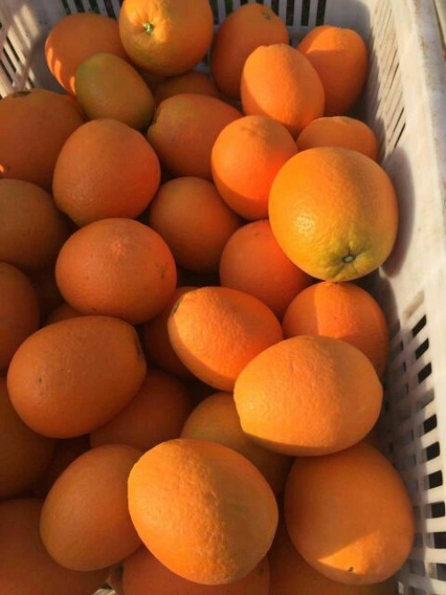 Fresh oranges