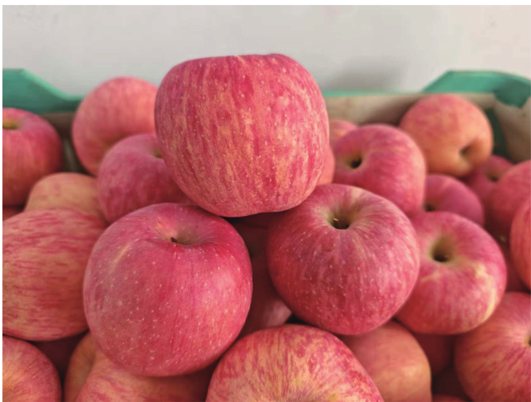 Red Fuji apple